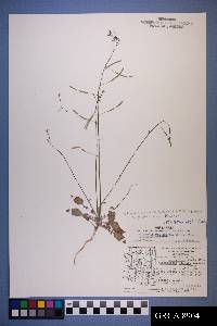 Chylismia walkeri subsp. walkeri image